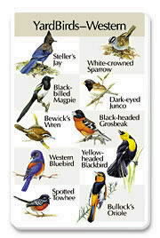 Yardbirds-Western SongCard.jpg